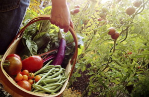 Применение цеолита позволит сохранить урожай