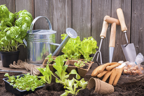 Seedlings of lettuce with gardening tools outside the potting shed