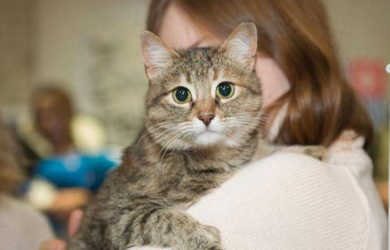 выставка-кошек