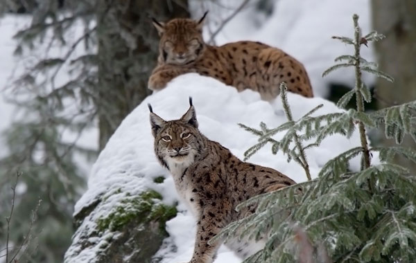 день-парков