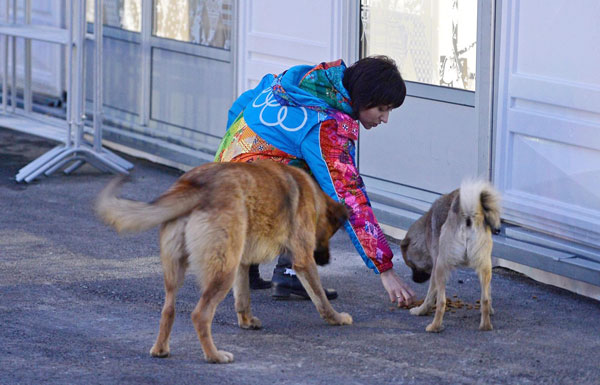 бездомные-собаки