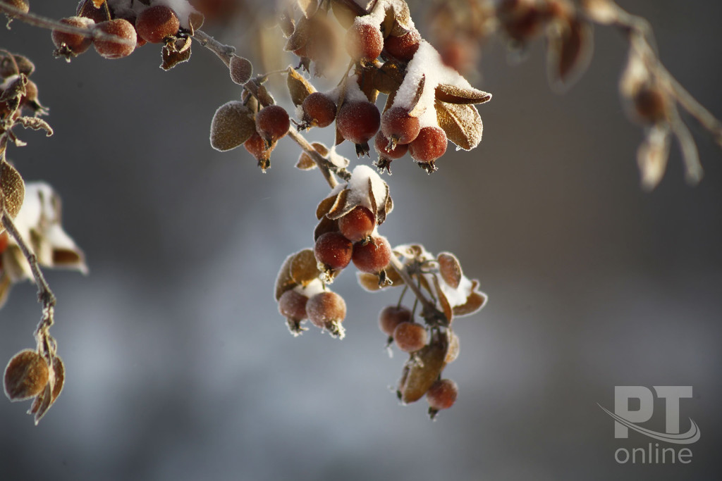 Мороженые яблочки на ветке_A8G3700