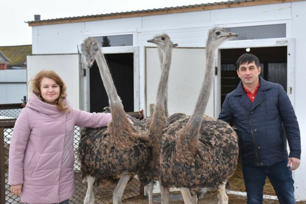 ферма-страусов