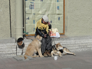 собаки