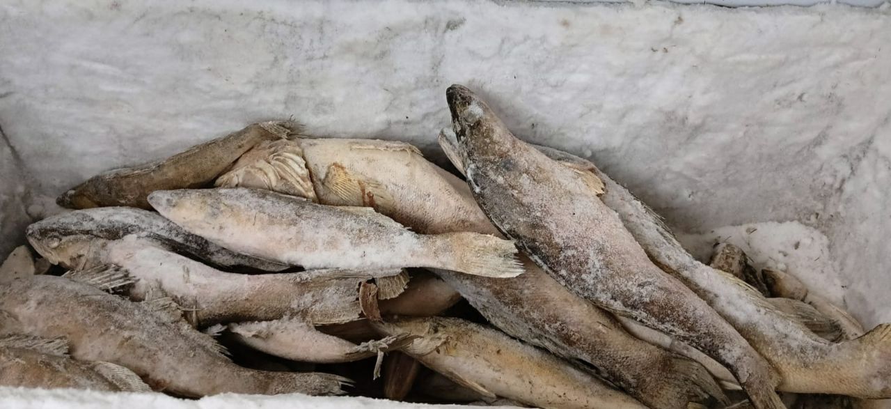 В двух районах Казани выявили точки незаконной торговли рыбой