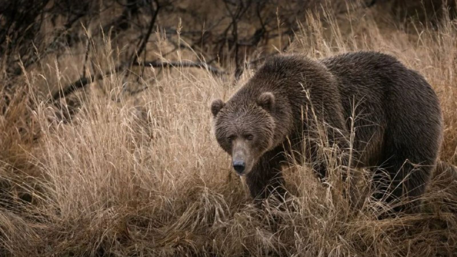 Госкомитет по биоресурсам рассказал интересные факты о живущих в Татарстане бурых медведях