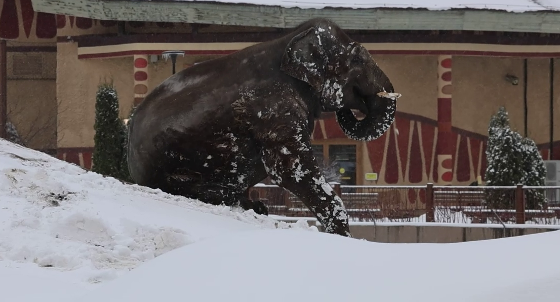 Зоопарк Казани опубликовал видео о том, как слон Филимон радуется снегу