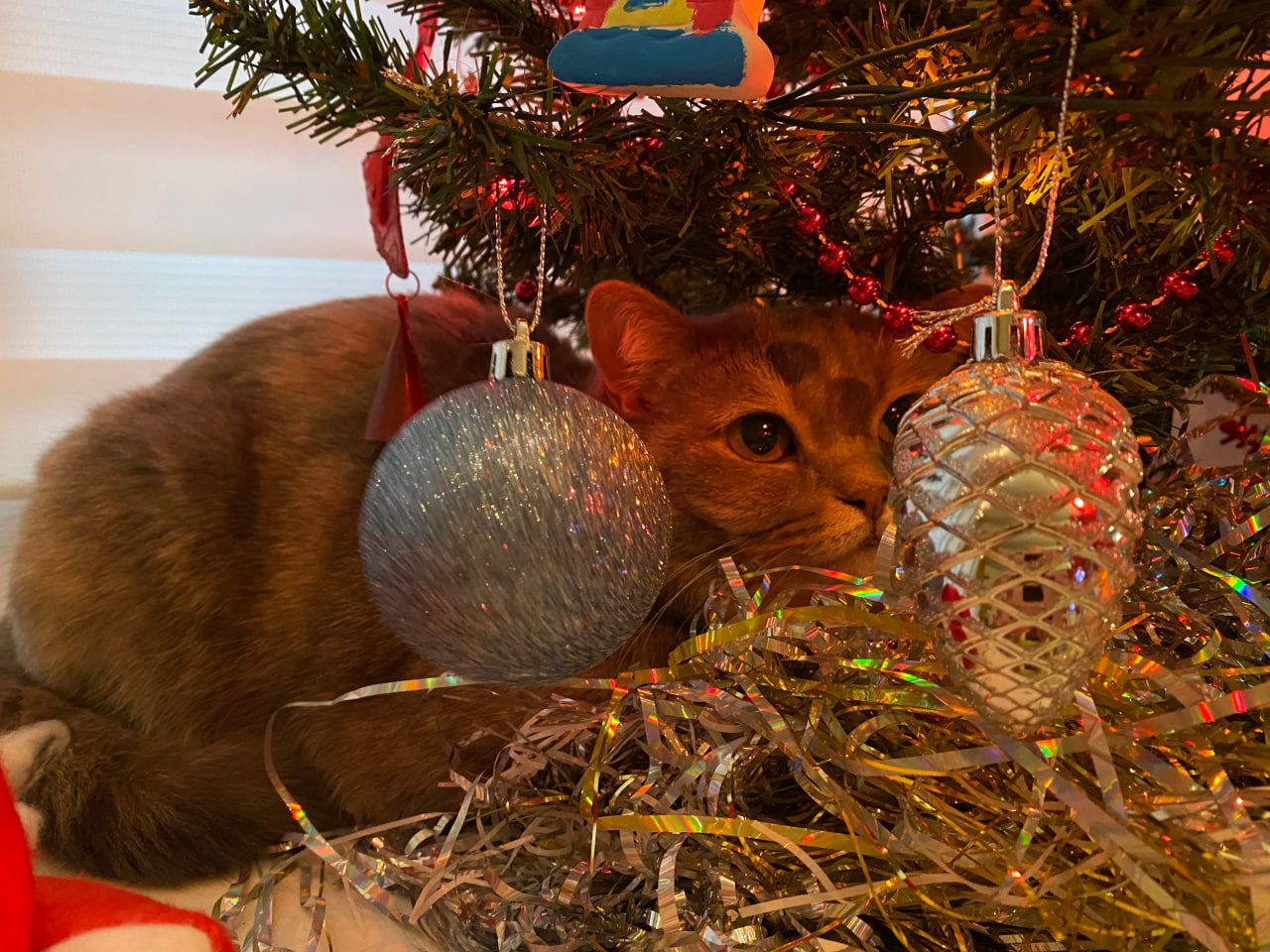 Елка не для кошки: жителям Татарстана рассказали, как помочь питомцам пережить Новый год