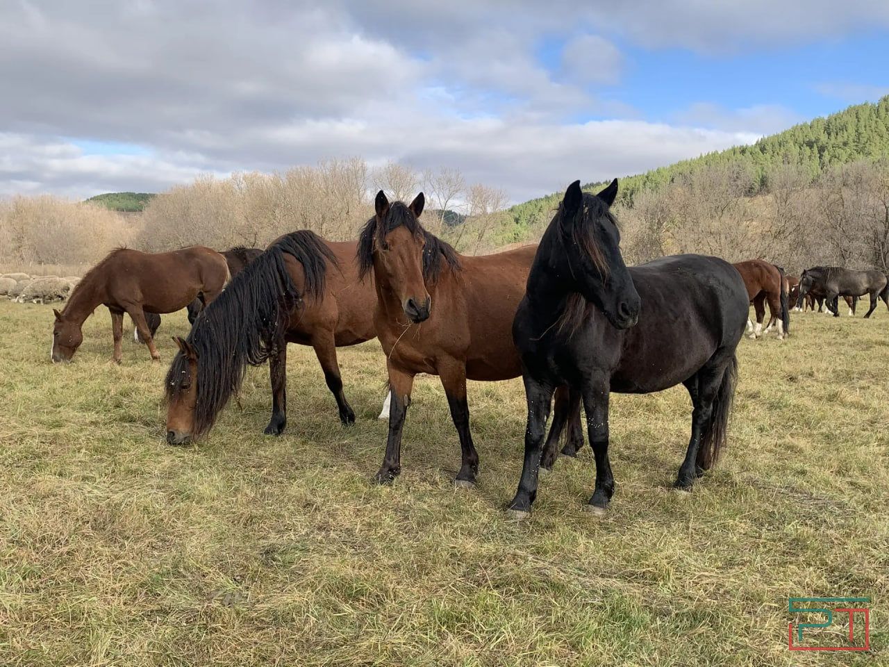 Табуны, сошедшие с небес: как в Татарстане возрождают татарскую породу лошадей