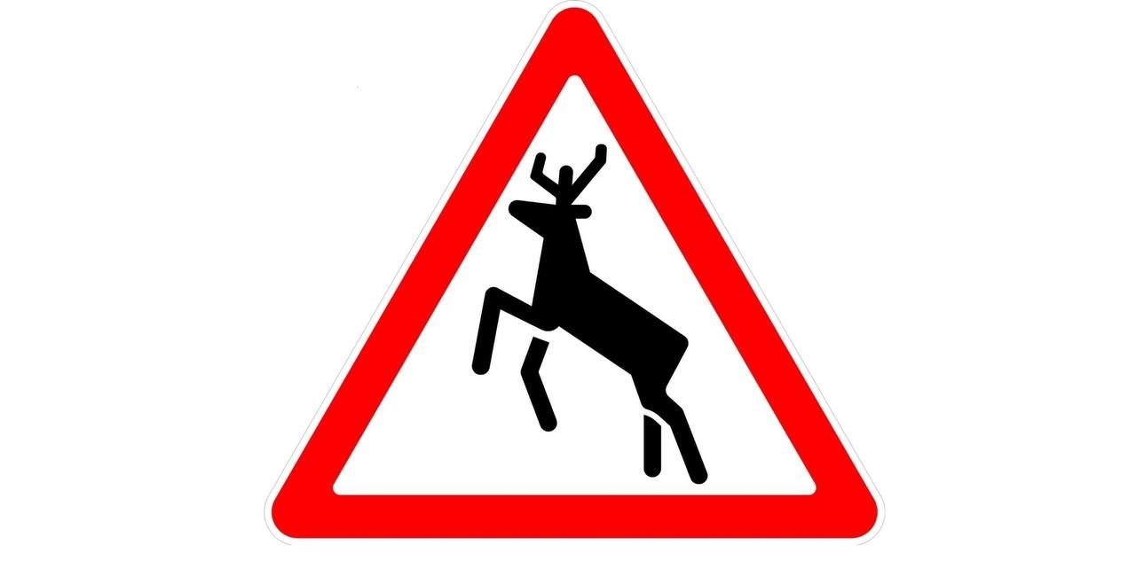 С начала 2026 года на дорогах Татарстана случилось пять наездов на диких животных