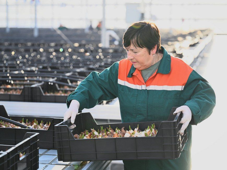 В новых теплицах Казани началась высадка рекордных 3 млн цветов