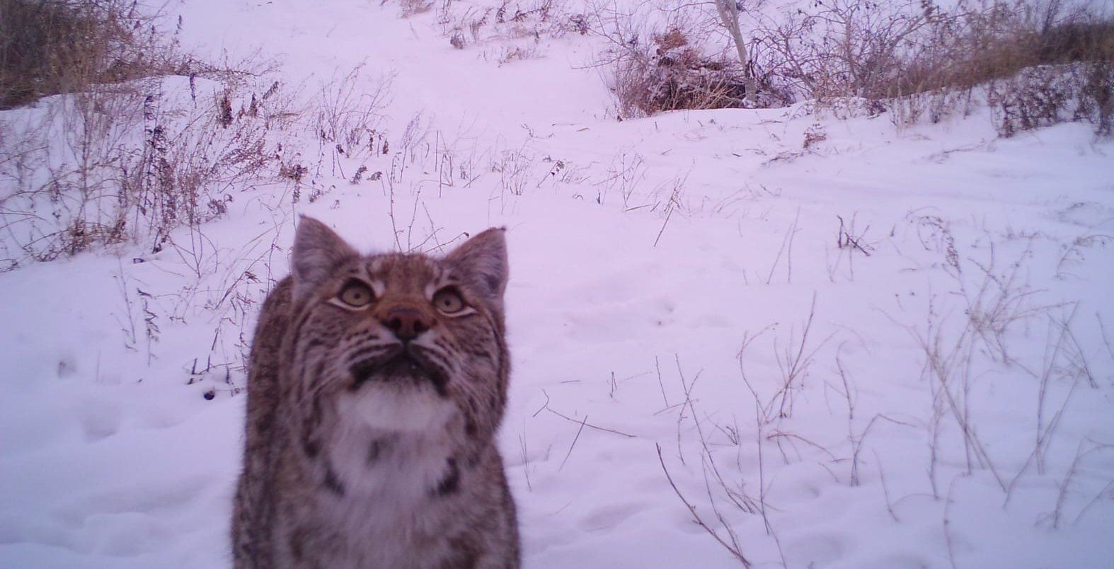 «Не город, а зоопарк»: гуляющая по улицам рысь нагнала страху на жителей Бугульмы