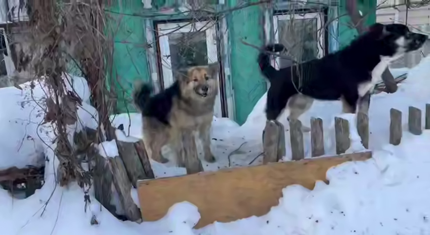 Жители Зеленодольского района снова жалуются на агрессивных бездомных собак