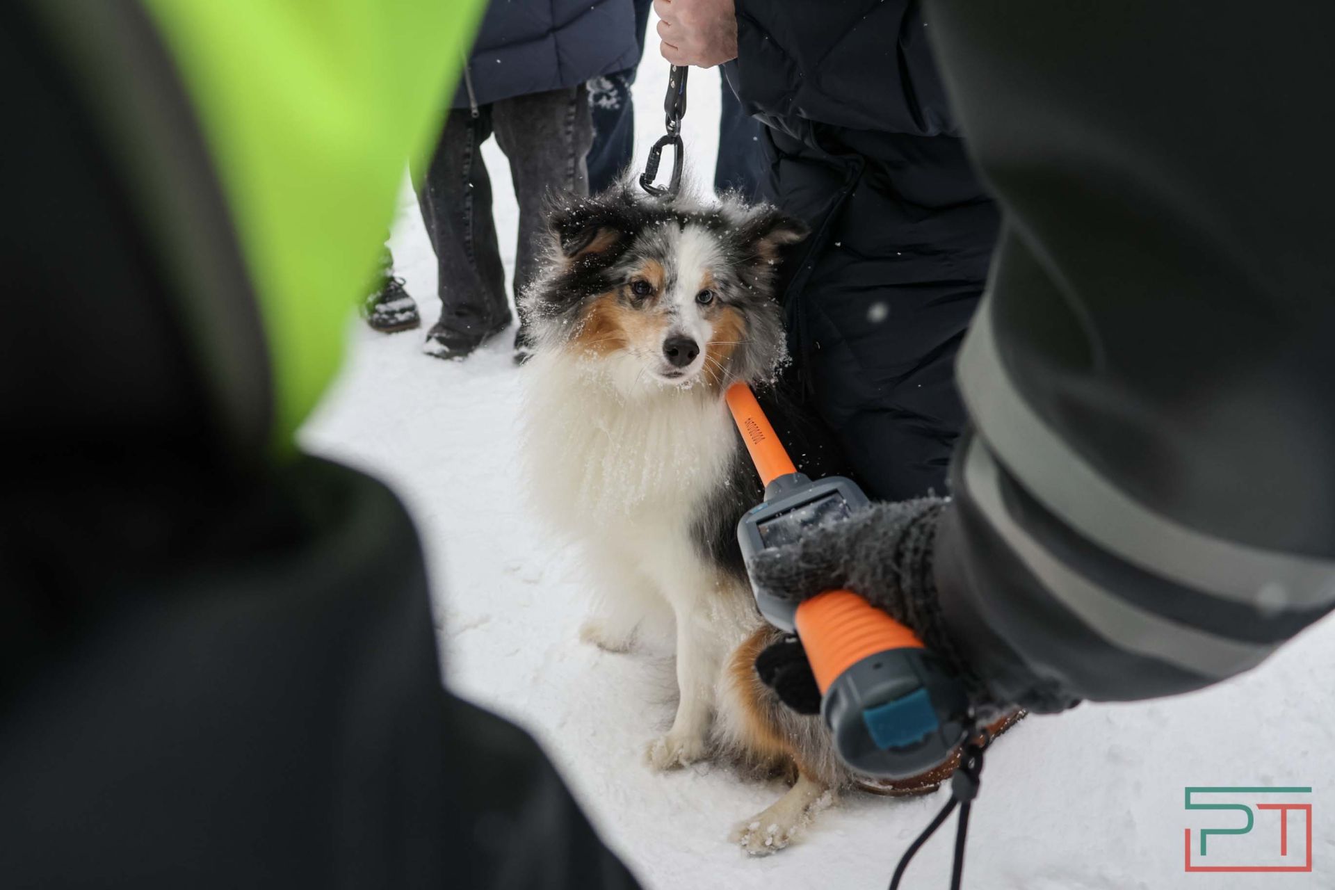 В Казани прошел рейд по выявлению нечипированных собак