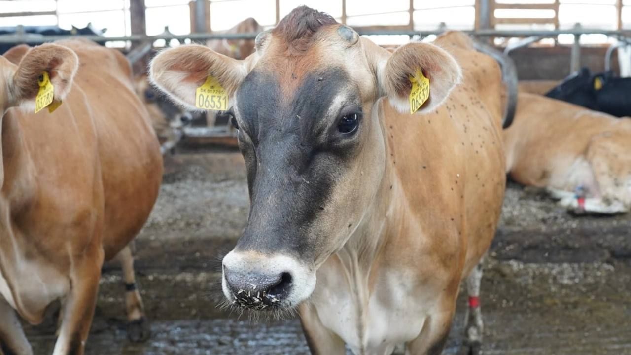 Удар по доходам смягчат субсидии: как в Татарстане будут спасать поголовье скота при низких ценах на молоко