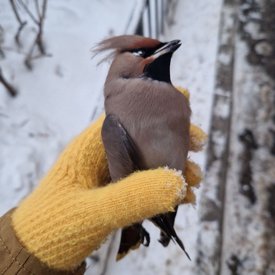 Опьянели свиристели?.. Казанский орнитолог объяснила, почему птицы падают замертво рядом с рябинами