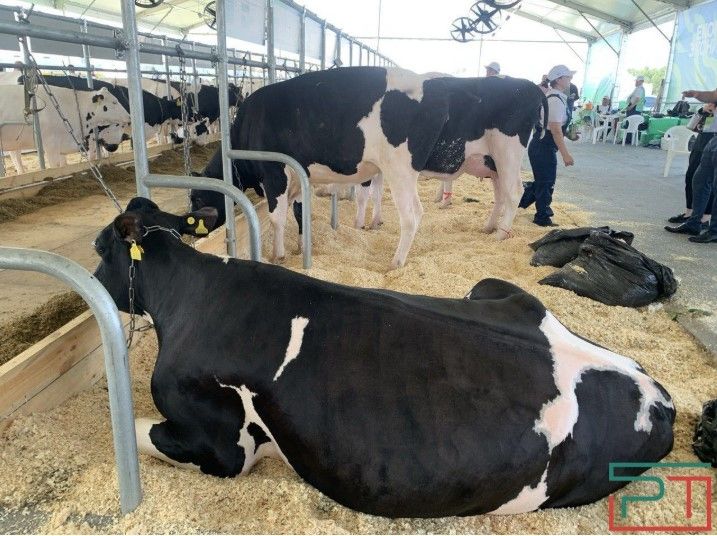 В Татарстане в 2025 году производство молока выросло до 2,37 млн тонн