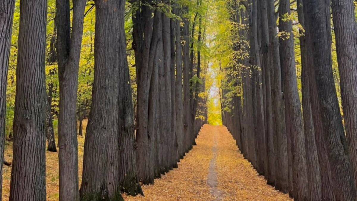 Суд назначил повторную экспертизу по делу о парке усадьбы Нарышкиных – Паулуччи в Ключищах