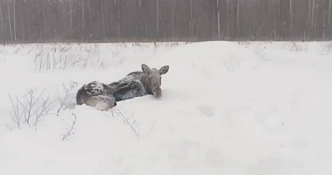 В Татарстане спасли двух лосей, попавших в снежную ловушку