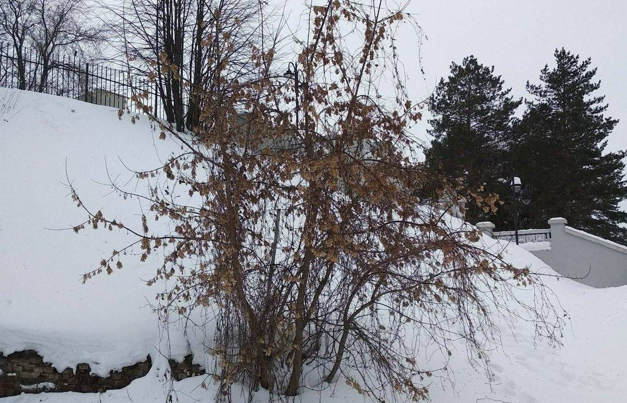 Так вот ты какой, американский клен!.. В Татарстане объявляют войну растениям-«иноагентам»