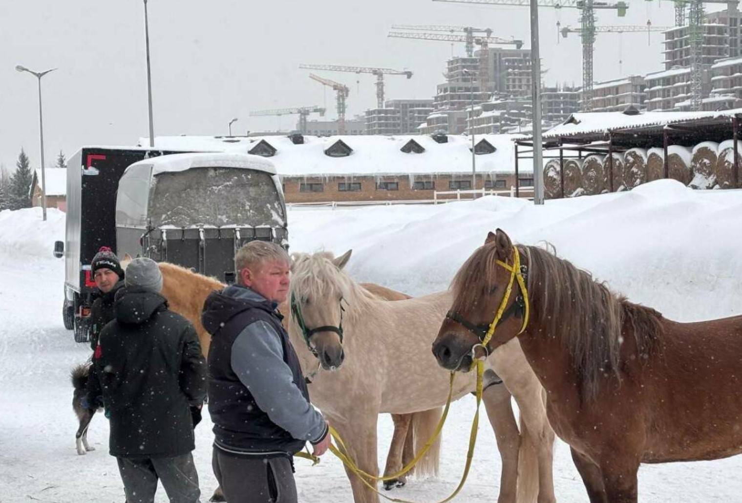 Из Татарстана в зону СВО отправились лошади татарской породы