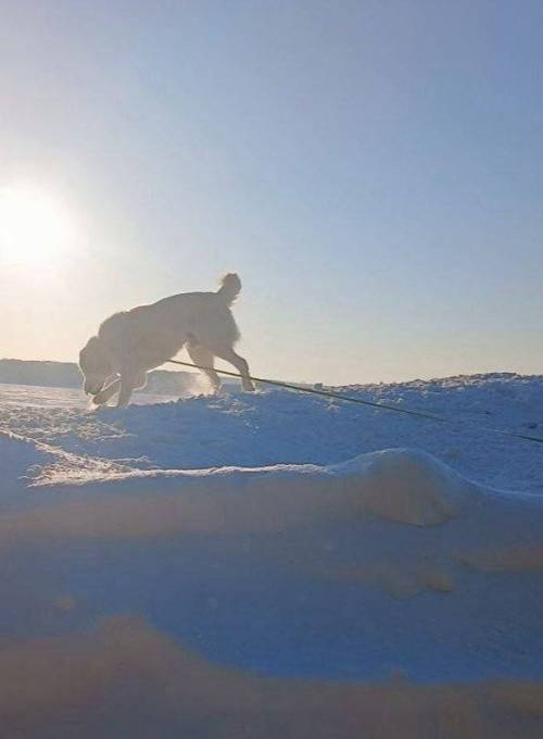 Минниханов поделился фото прогулки с Акдусом и посетовал на мороз