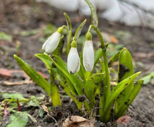 На исторической части зоопарка Казани расцвели подснежники