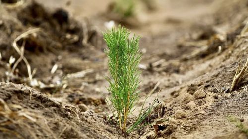 В Татарстане по нацпроекту провели компенсационное лесовосстановление на территории 533 га