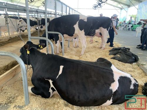 В Татарстане хотят увеличить производство молока до 2,6 млн тонн