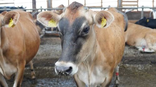 Удар по доходам смягчат субсидии: как в Татарстане будут спасать поголовье скота при низких ценах на молоко