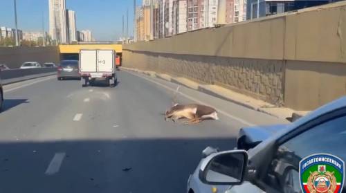 Сбивший оленя в Казани водитель-мигрант доставлен в полицию