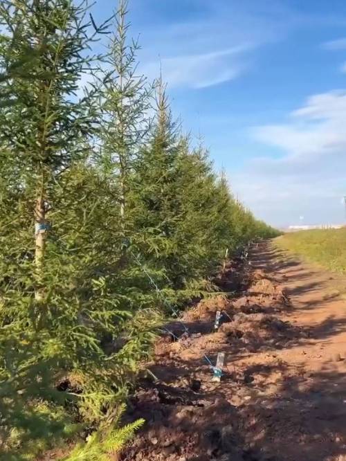В Нижнекамском районе появилась зеленая изгородь из 350 елей