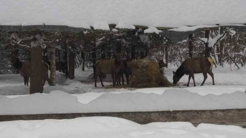 В лесах Татарстана устанавливают кормушки и делают тропы в снегу для животных