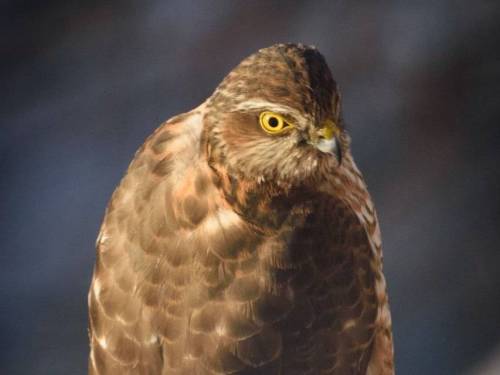 Налетели ястребы: в городах Татарстана ищут пропитание голодные хищники