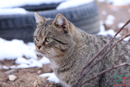 «Написать в МВД или Собчак?»: татарстанцы требуют наказать живодера, который забил насмерть кота