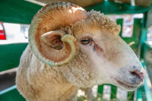 Ящур не пройдет: ветврачи Татарстана усилили контроль в преддверии Курбан-байрама