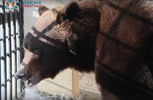 В Казанском зоопарке медведь Фома проснулся на месяц раньше обычного - видео