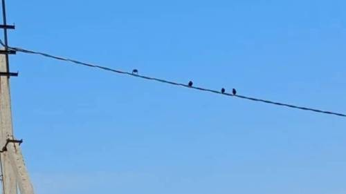 В Татарстан вслед за грачами прилетели лесные голуби, жаворонки и скворцы