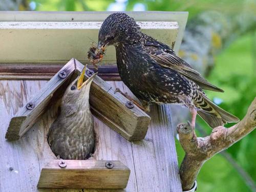 И без всякой ипотеки: в Казани для скворцов построили жилье премиум-класса