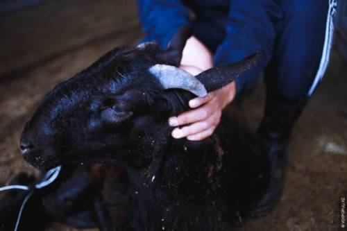 В Татарстане откроют 10 новых площадок для убоя жертвенных животных в Курбан-байрам