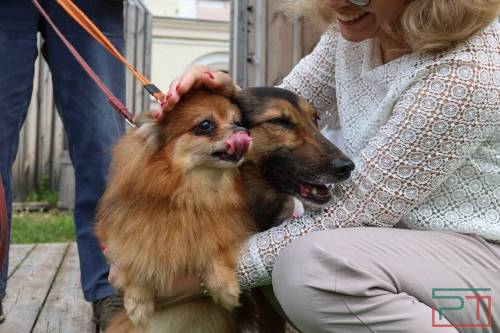 Каждой собаке – по 18 «квадратов»: в Татарстане хотят ограничить число хвостатых жильцов в квартирах