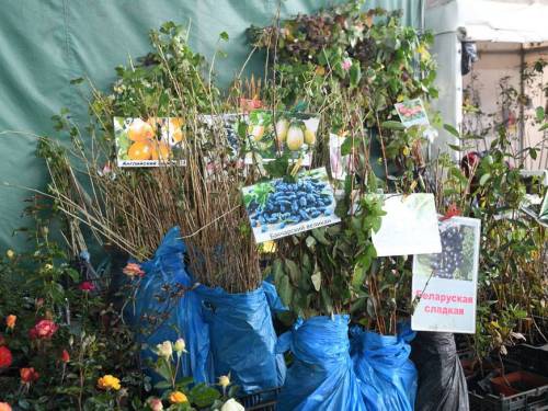 На выходных в Казани вновь откроются сельхозярмарки