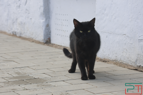 В Татарстане планируют ограничить количество собак и кошек в квартирах