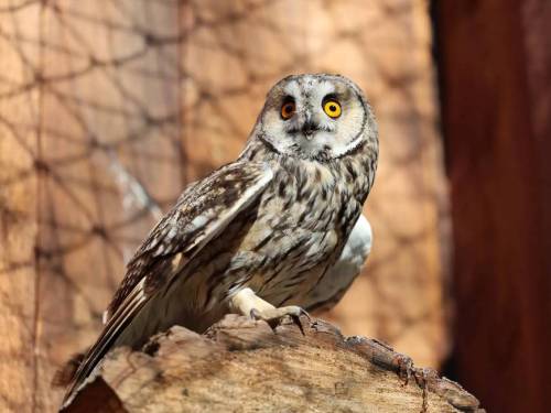 Четыре новые совы появились в  зоопарке Казани