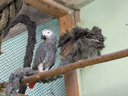 В зоопарк Казани переданы редкие краснохвостые попугаи, изъятые из незаконного оборота