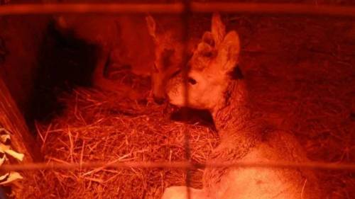 В Кайбицком районе спасли двух косуль, провалившихся под лед