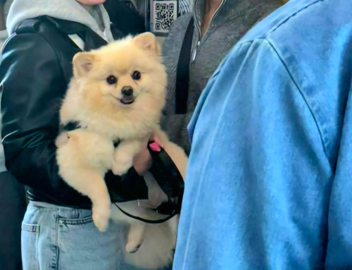 С начала года в метро Казани нашли пять потерявшихся питомцев – их всех вернули хозяевам