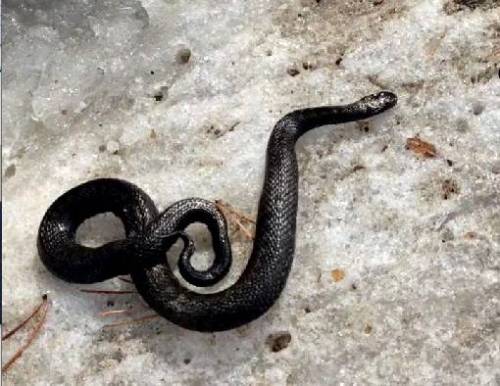 Прочь руки от гадюки: ранняя весна в Татарстане разбудила змей и клещей