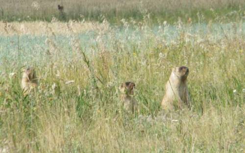 В Татарстане разрешения на добычу сурка-байбака теперь будут разыгрывать по жеребьевке