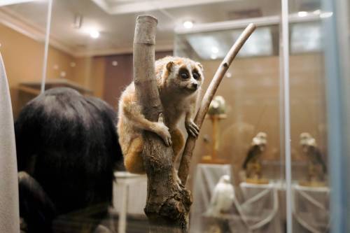 Купил попугая – стал контрабандистом: в Казанском Кремле открылась выставка о нелегальной торговле